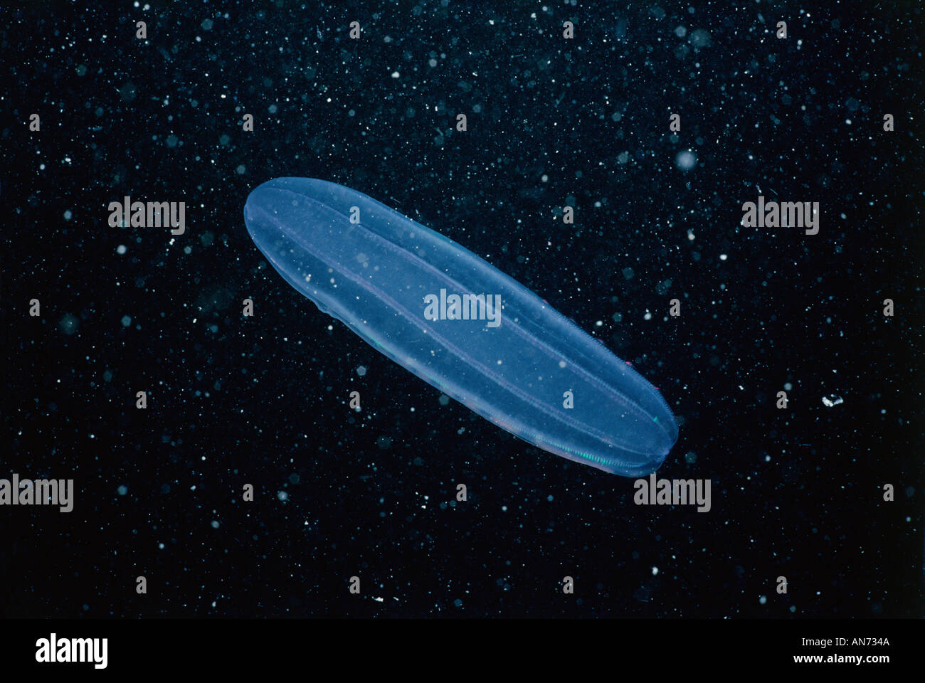 Comb Jelly Stockfoto