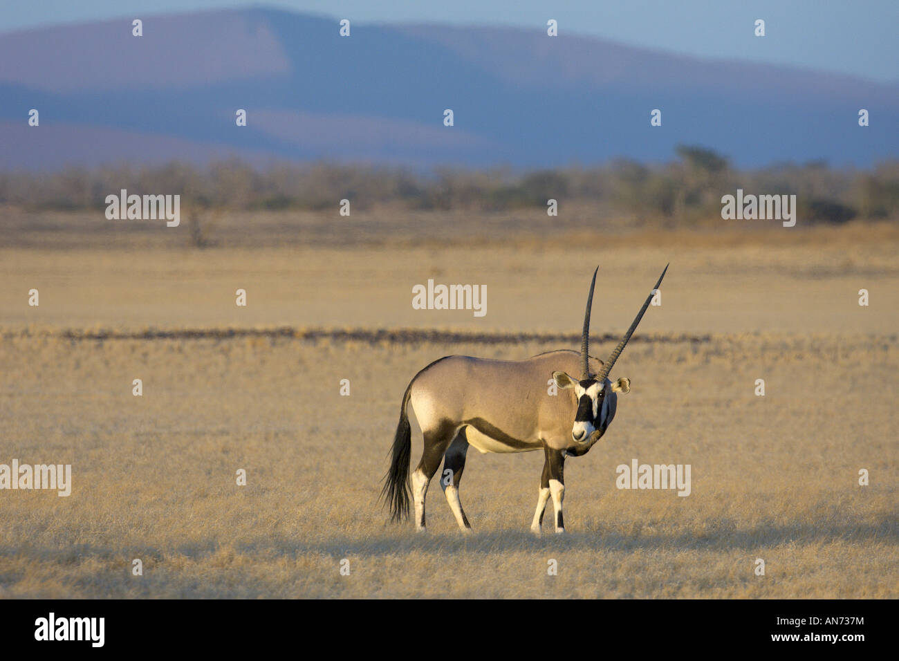 Südlichen Oryx oder Gemsbock Oryx Gazella in der Namib-Wüste Namib Naukluft Nationalpark Namibia Afrika November Stockfoto