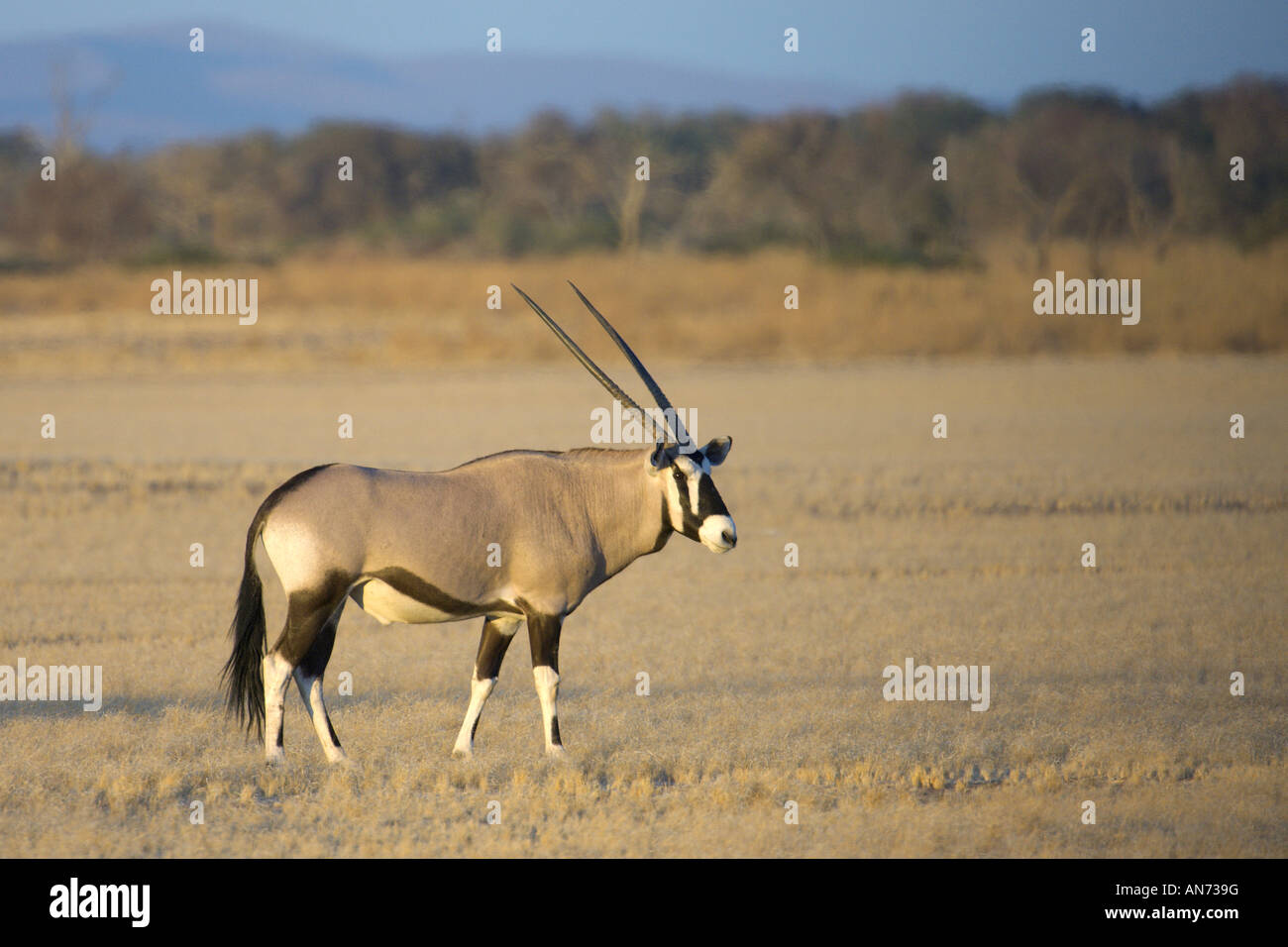Südlichen Oryx oder Gemsbock Oryx Gazella in der Namib-Wüste Sossusvlei Namib Naukluft Nationalpark Namibia Afrika November Stockfoto