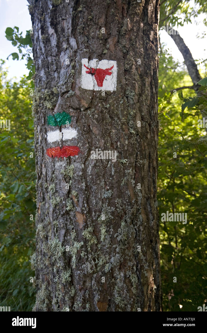 Lodert auf einem Baum an der Cezallier Trail (Frankreich). Marquage à la Peinture pour Indiquer le Circuit Pédestre du Cézallier Stockfoto