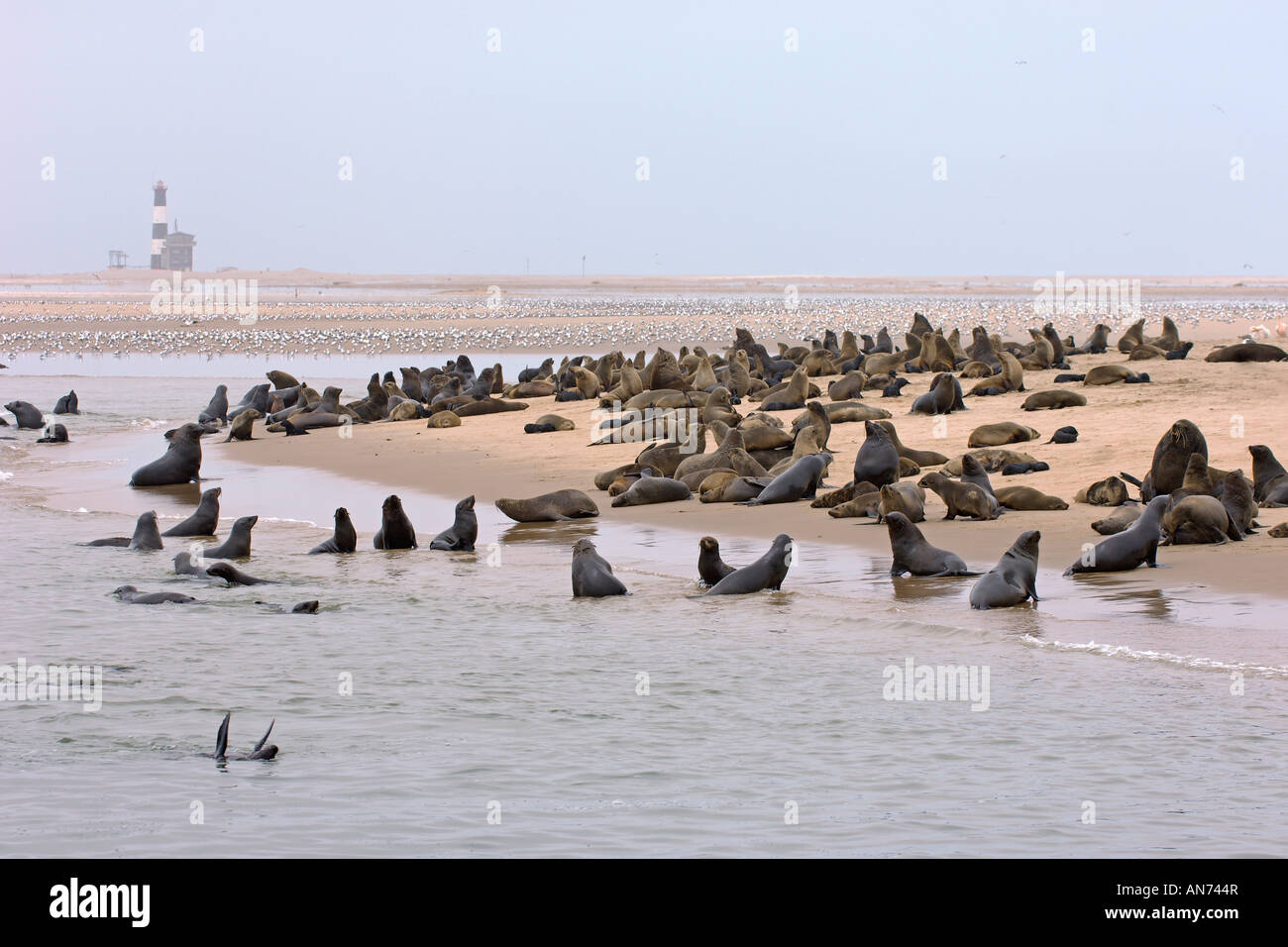 Cape Arctocephalus percivali Robbenkolonie am Pelican Point Walvis Bay, Namibia November Stockfoto Cape Arctocephalus percivali Robbenkolonie am Pelican Point Walvis Bay, Namibia November Stockfoto
