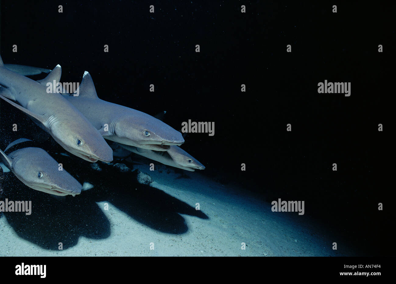 Packung von Weißspitzen-Riffhaie Suche nach Nahrung Stockfoto