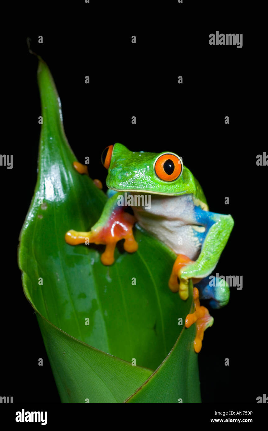 Rotäugigen Baumfrosch (Agalychnis Callidryas) costarica Stockfoto