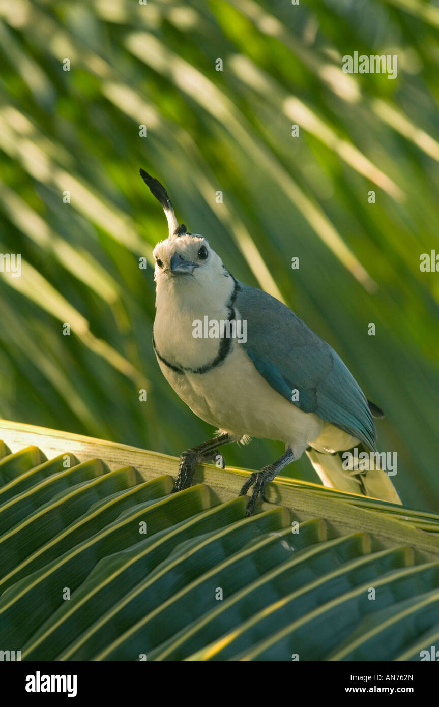 Weiße-throated Magpie-Jay (Calocitta Formosa) in Palme, Nicoya Halbinsel, Guanacaste, COSTA RICA Stockfoto