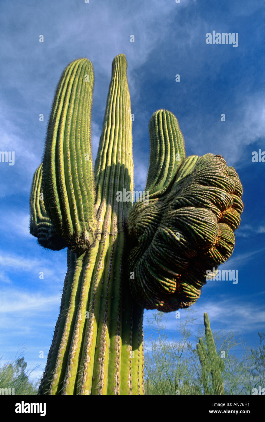 Diese SAGUARO-Kaktus gesehen hier in der SANORAN-Wüste hat eine ungewöhnliche Wachstumsmuster ARIZONA Stockfoto