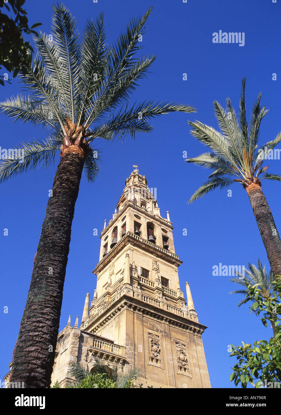 Glockenturm der Kathedrale Mezquita große Moschee gesehen durch Palmen Cordoba Andalusien Spanien Stockfoto