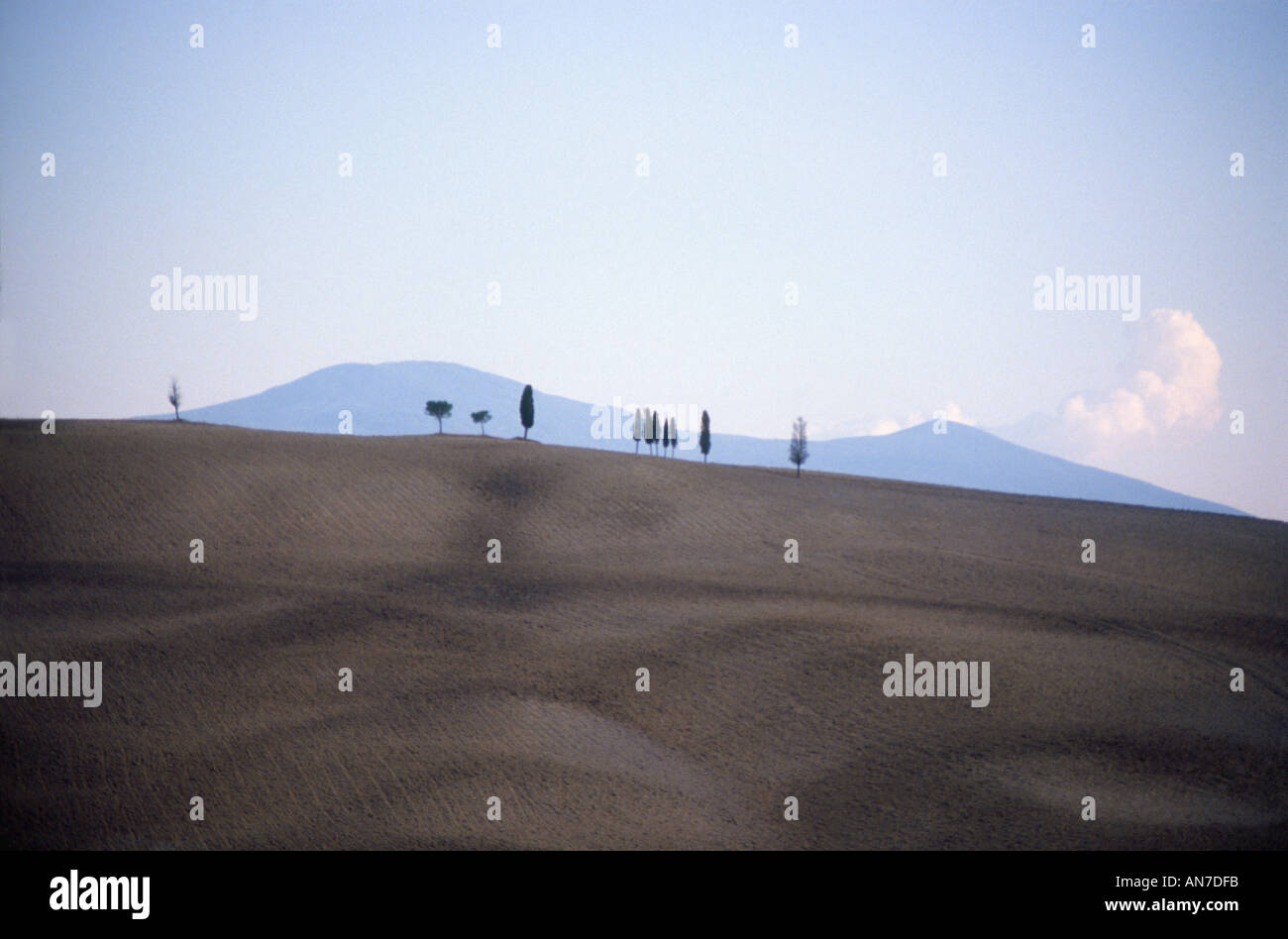 Bäume auf einem Bergrücken in der Nähe von San Quirico d Orcia Stockfoto