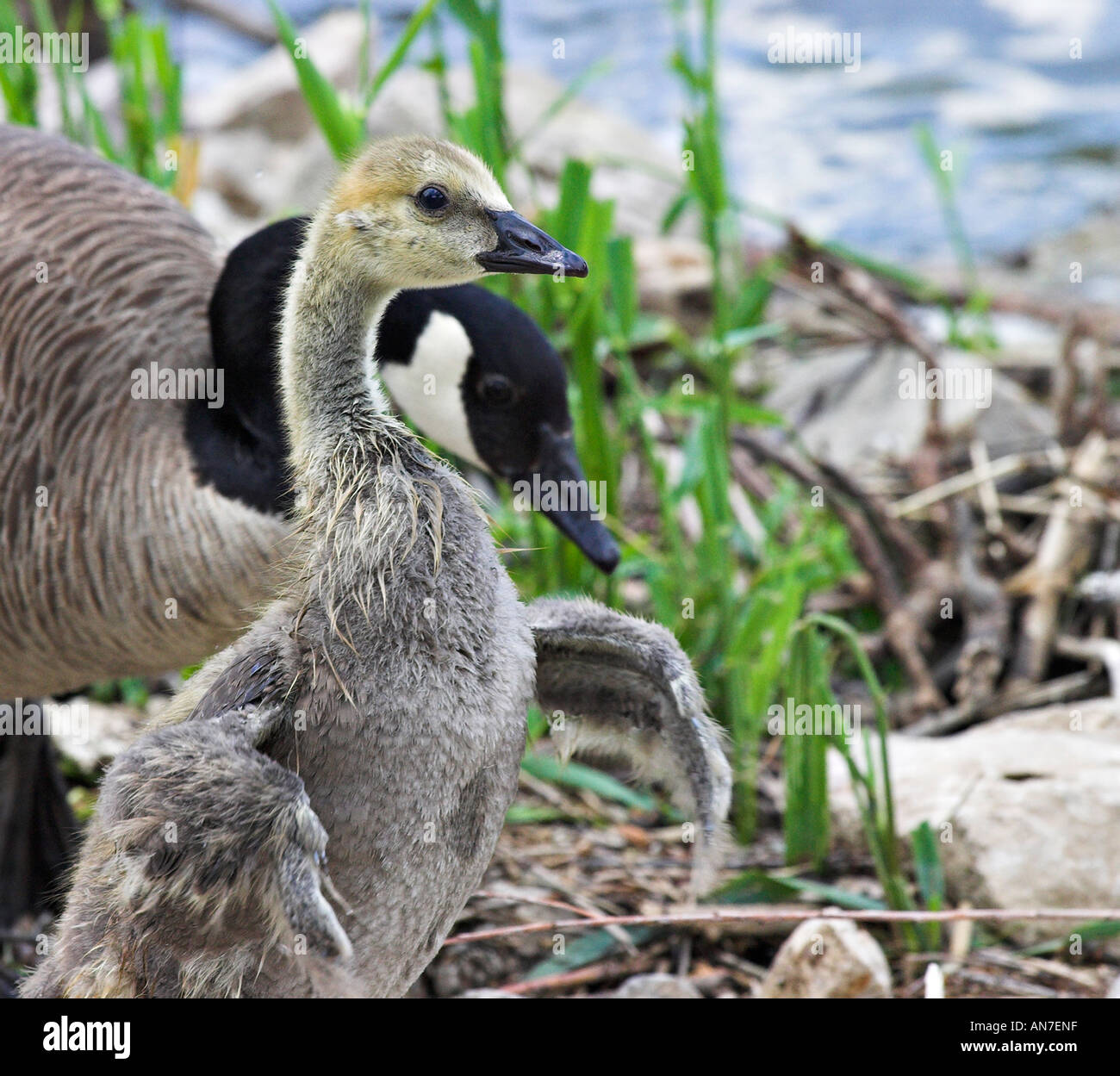 Treiben die Gosling: eine übergeordnete Gans Herden eine flauschige Gosling stromaufwärts schwimmen lernen Cambridge Ontario Kanada Stockfoto