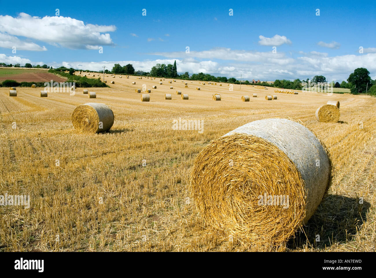 Geerntete Heu Ballen Weizen Feld ländlichen Herefordshire England England UK Europa EU Stockfoto