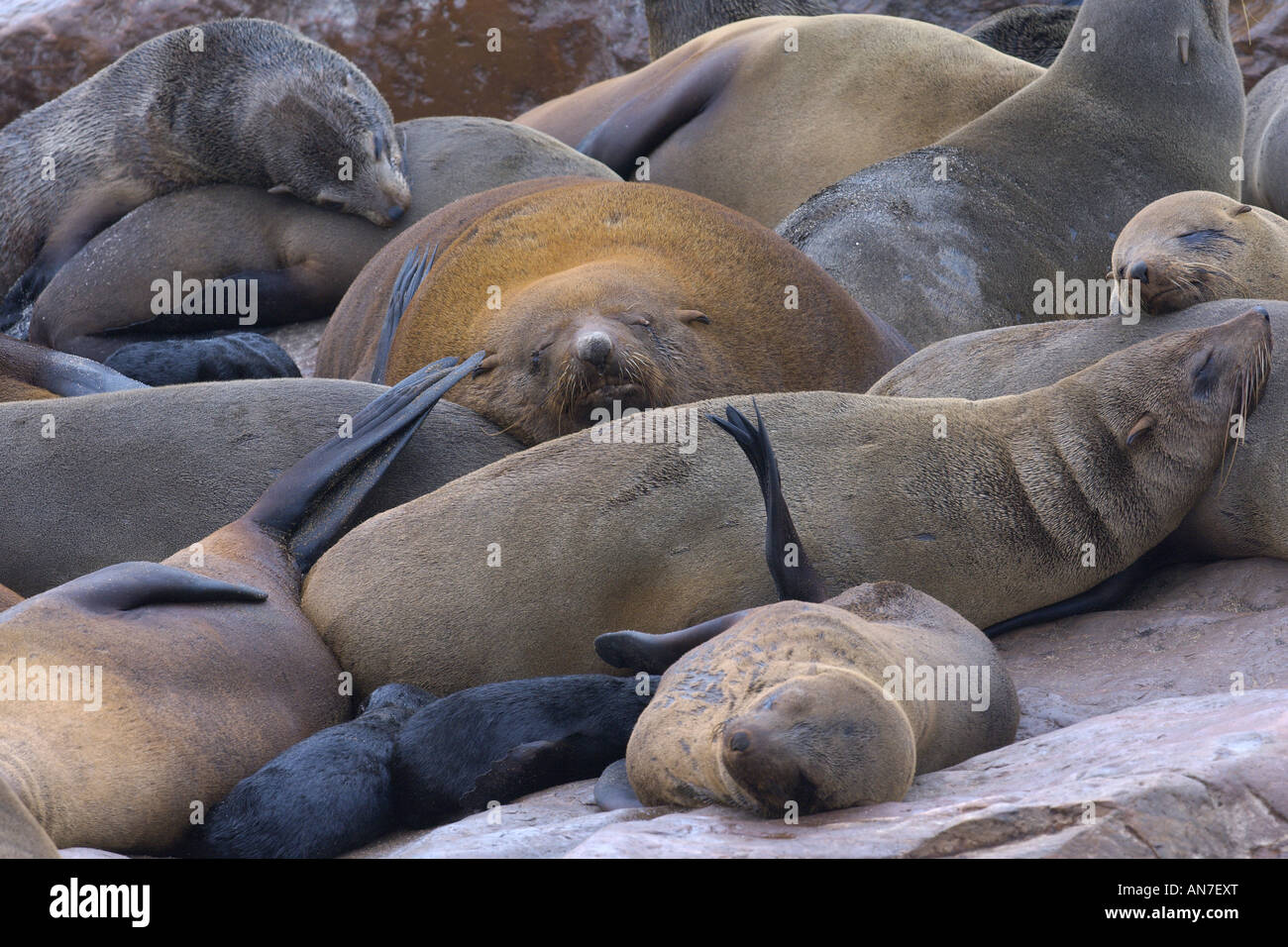 Cape Arctocephalus percivali Robbenkolonie am Cape Cross Namibia November Stockfoto