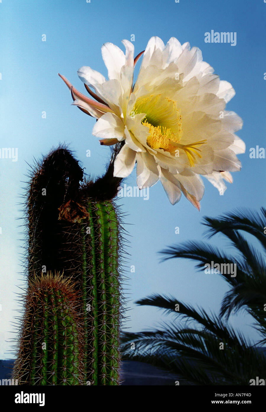 Wei blhender kaktus -Fotos und -Bildmaterial in hoher Auflsung  Alamy