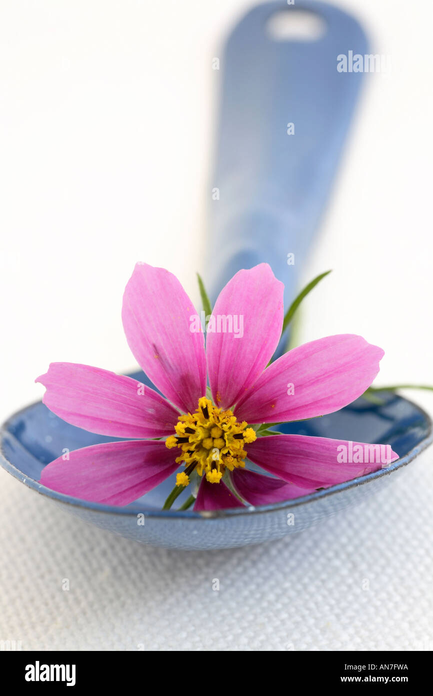 Stillleben mit rosa Blume auf blauer Löffel. Stockfoto