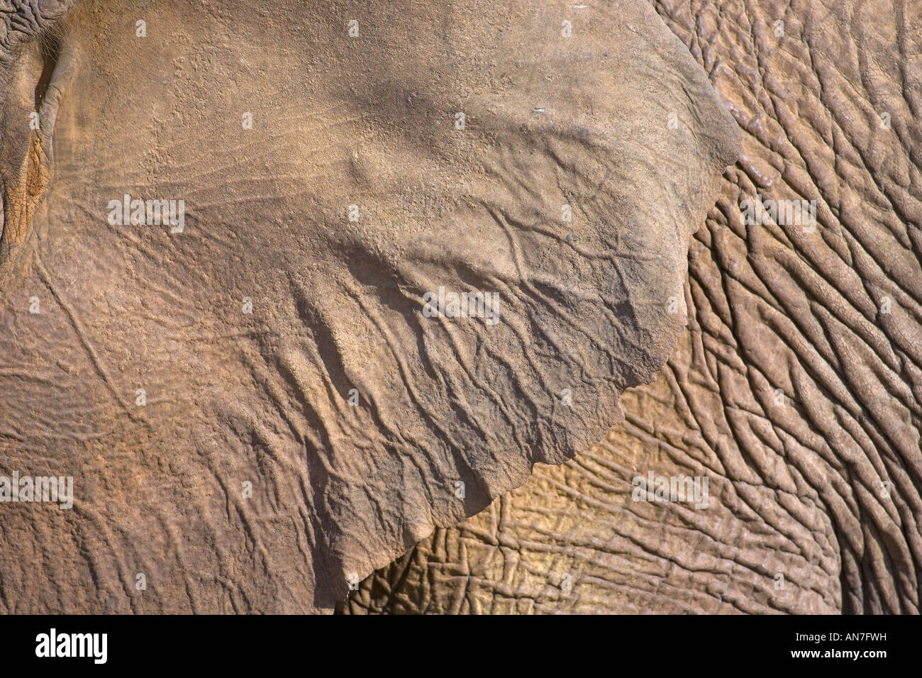 Ohr des Erwachsenen weiblichen Wüste angepasst afrikanischer Elefant Loxodonta Africana Damaraland Namibia November Stockfoto