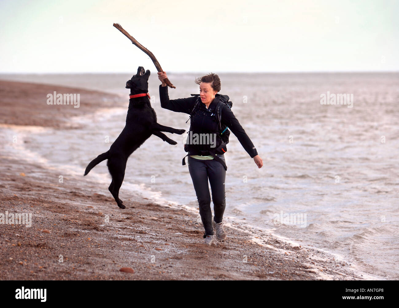 EIN JOGGER MIT IHREM HUND AUF EINEM STRAND UK Stockfoto