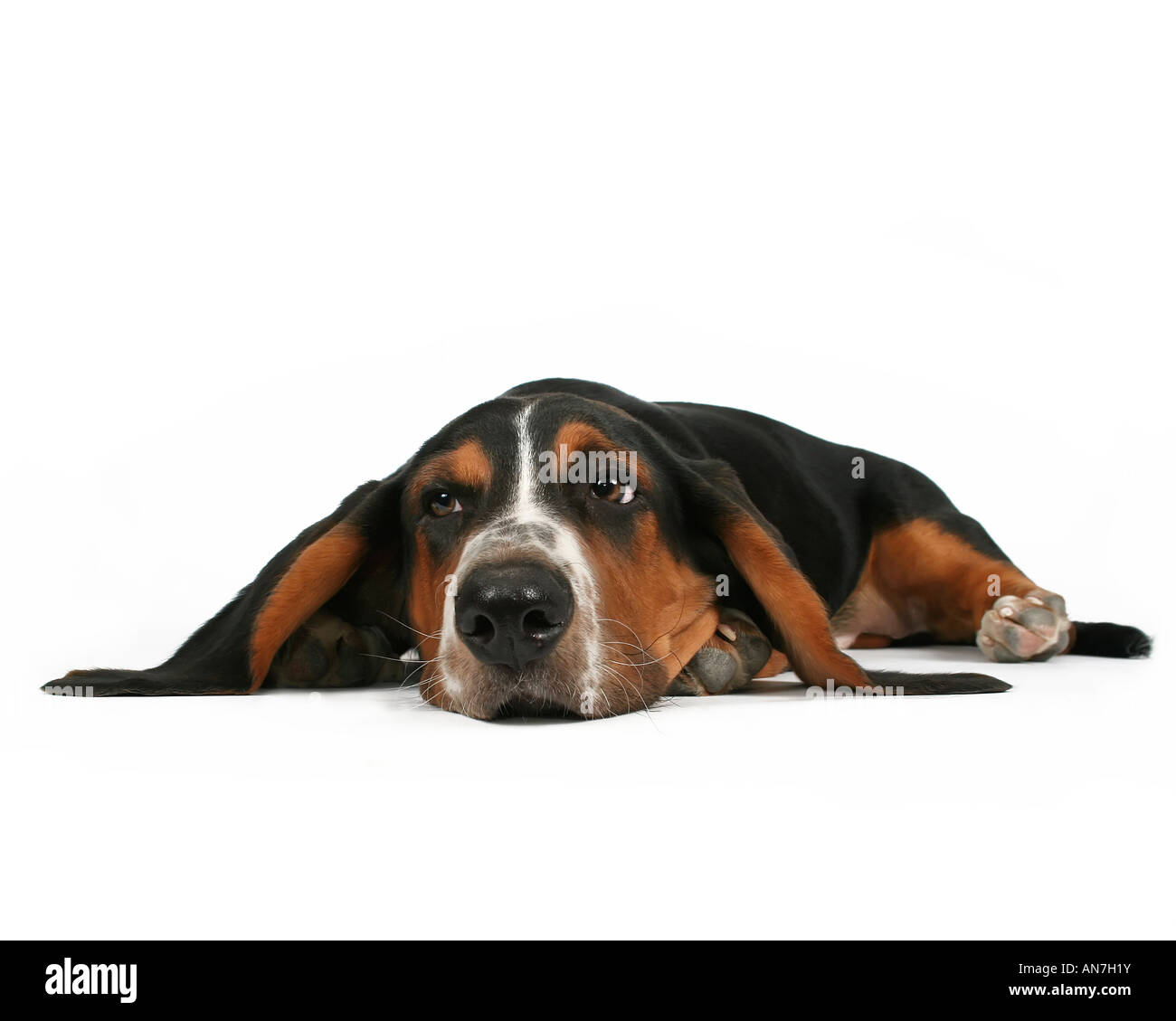 ein Basset Hound, liegend auf einem weißen Hintergrund Stockfoto