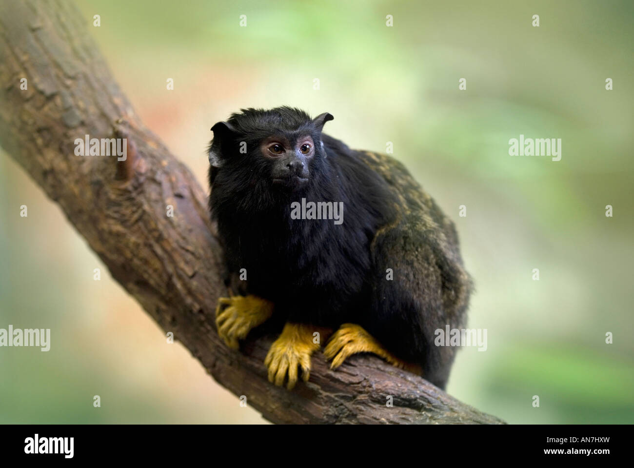 Auf frischer Tat TAMARIN Saguinus Midas Golden übergeben oder gelb-handed Stockfoto