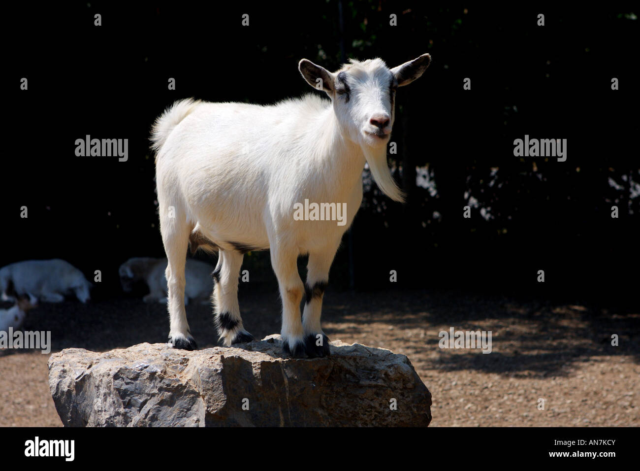 Alpha Ziege nimmt seinen Platz an der Spitze Stockfoto