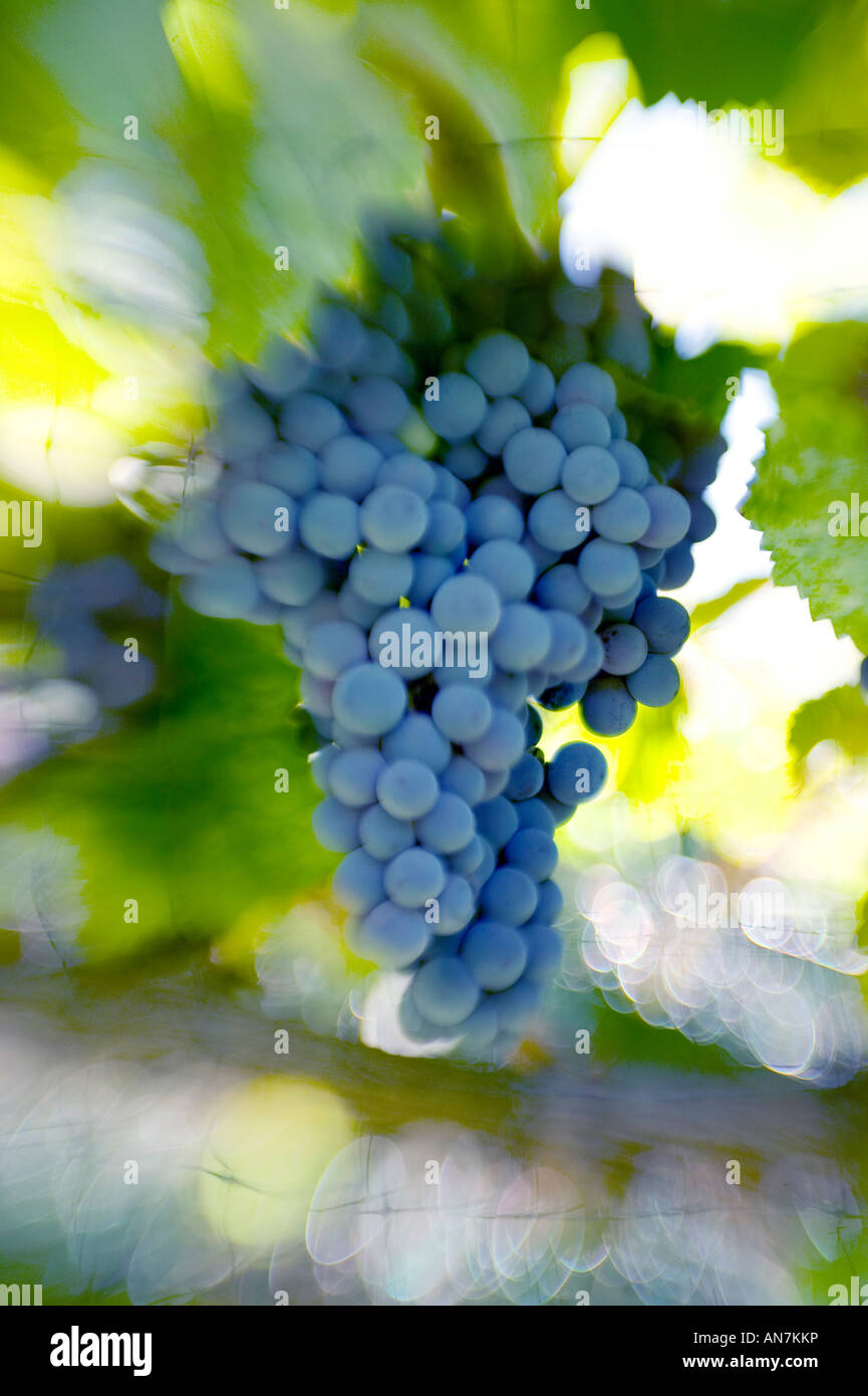 Trauben am Rebstock im südlichen Kalifornien San Giovesie machen Rotwein Stockfoto