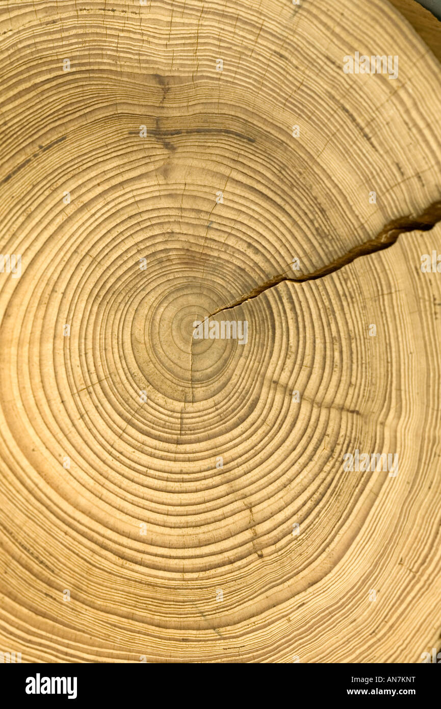Ein Querschnitt schneiden Sie ein Protokoll der jährlichen Jahresringe dieses Baumes mit Crack zeigen. Stockfoto