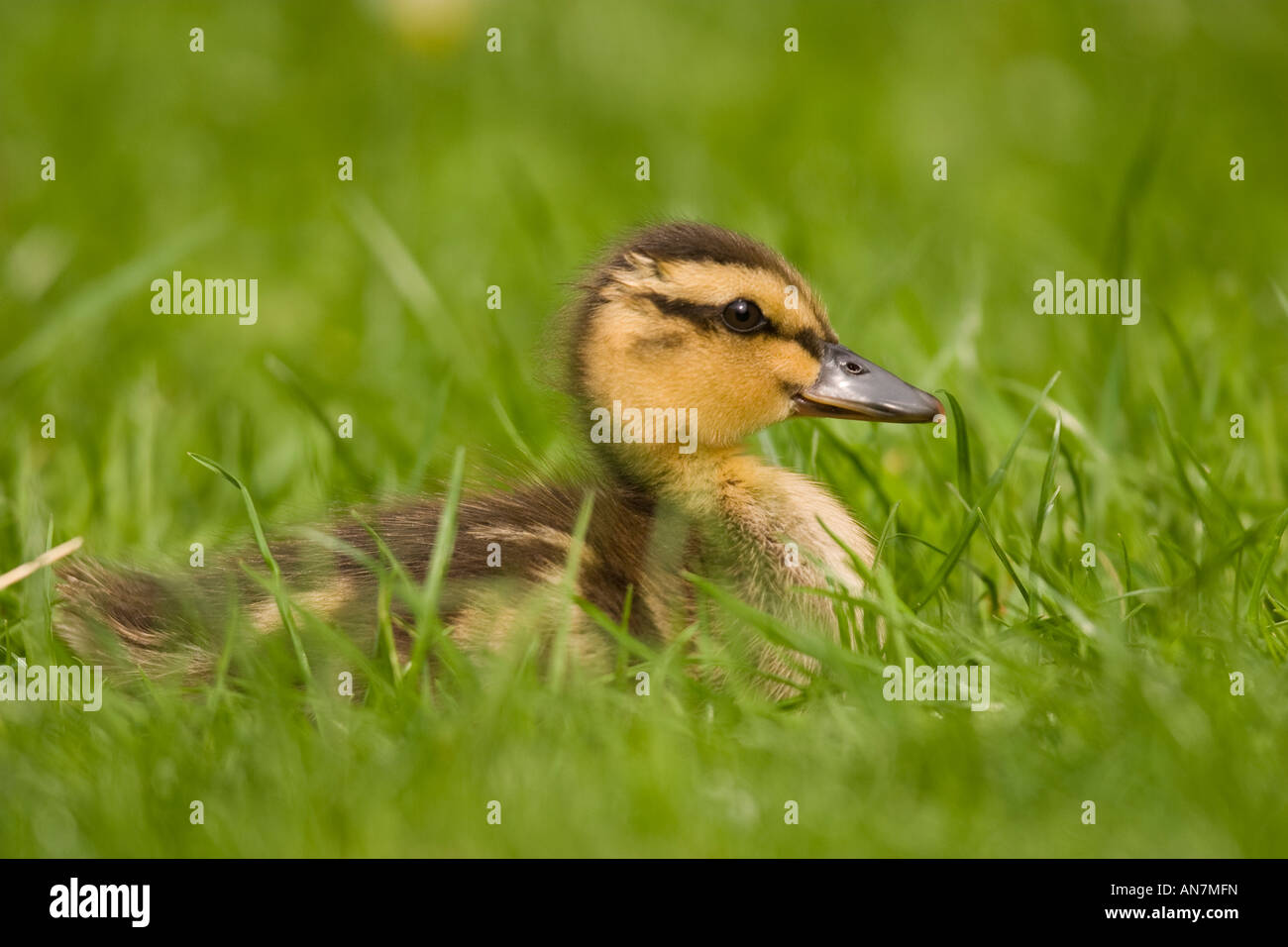 Stockente (Anas Platyrhynchos) Küken sitzen in Rasen Stockfoto