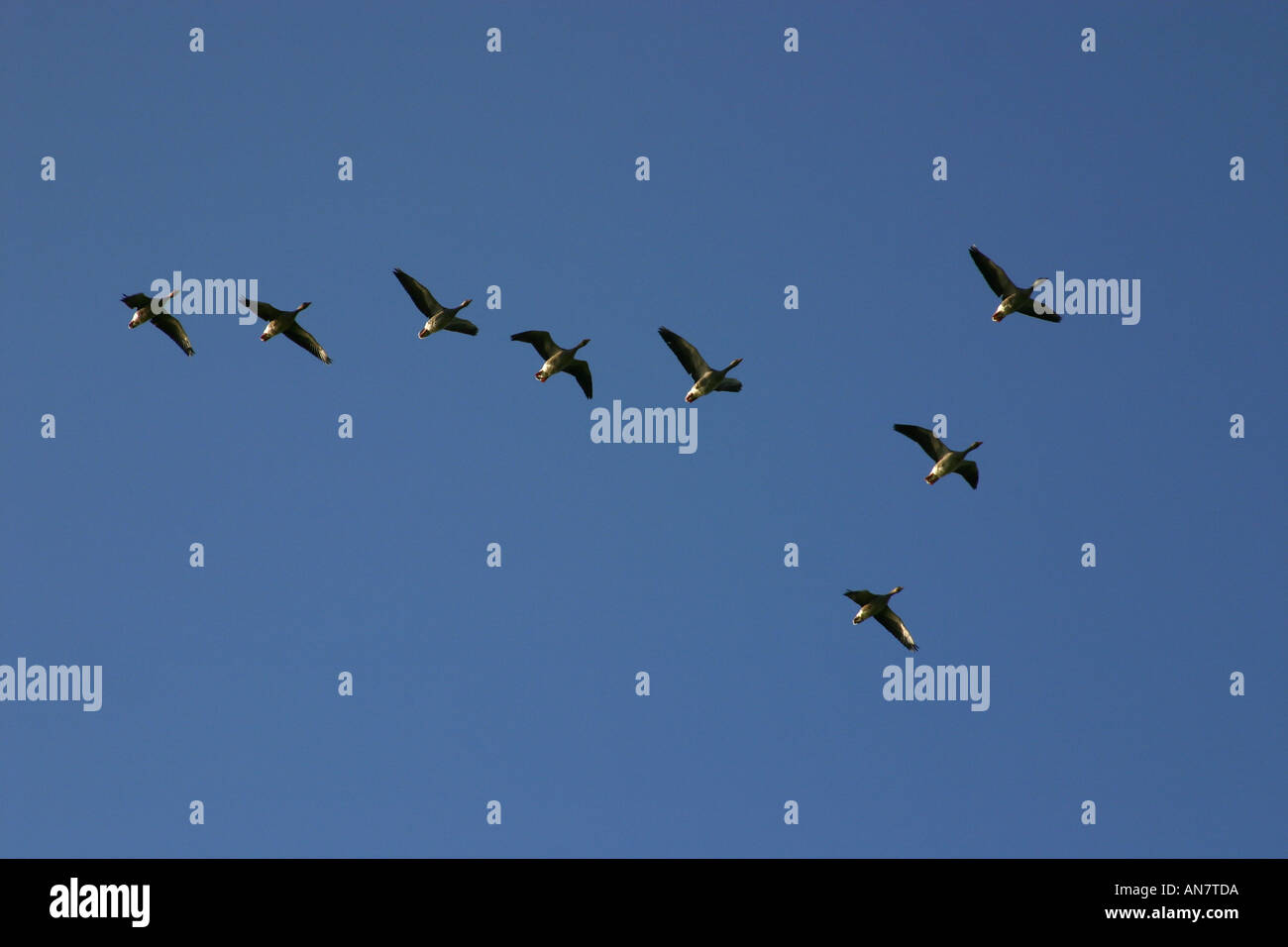 Flug der Gänse in V-formation Stockfoto