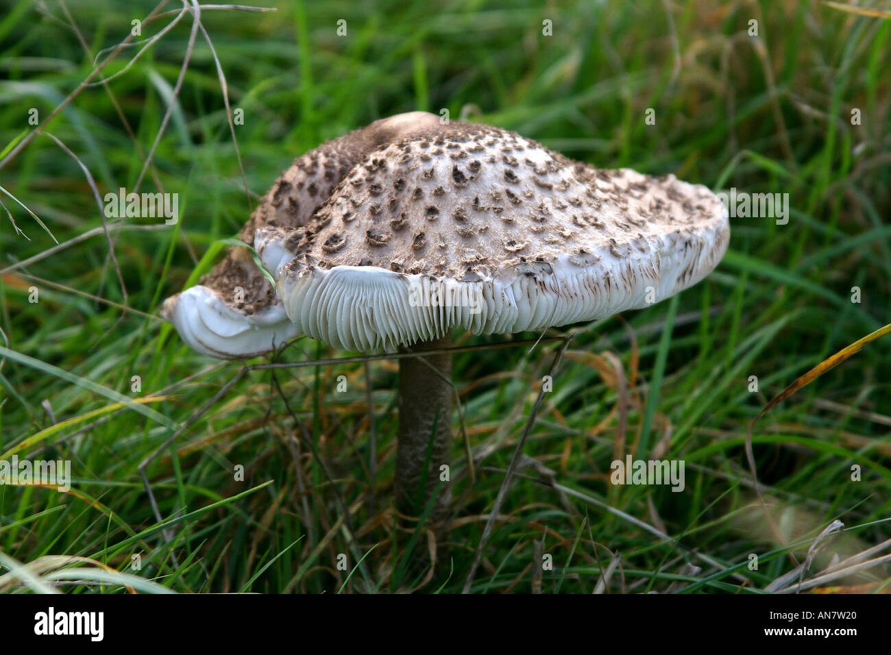 Shaggy Parasol Pilz in Grünland Lepiota rhacodes Stockfoto