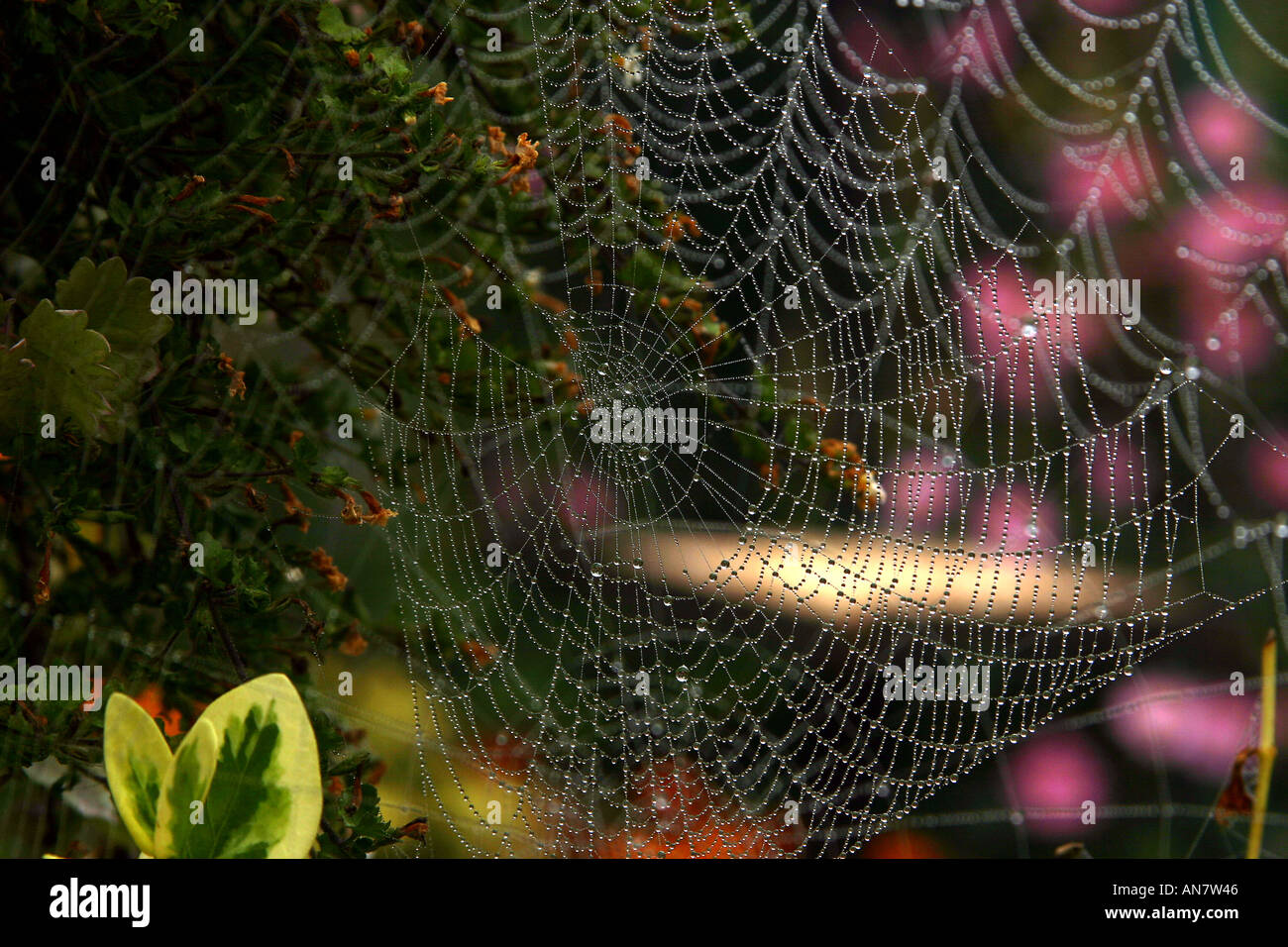 Winzige Kügelchen des Wassers auf ein Spinnen-Netz im Herbst Stockfoto