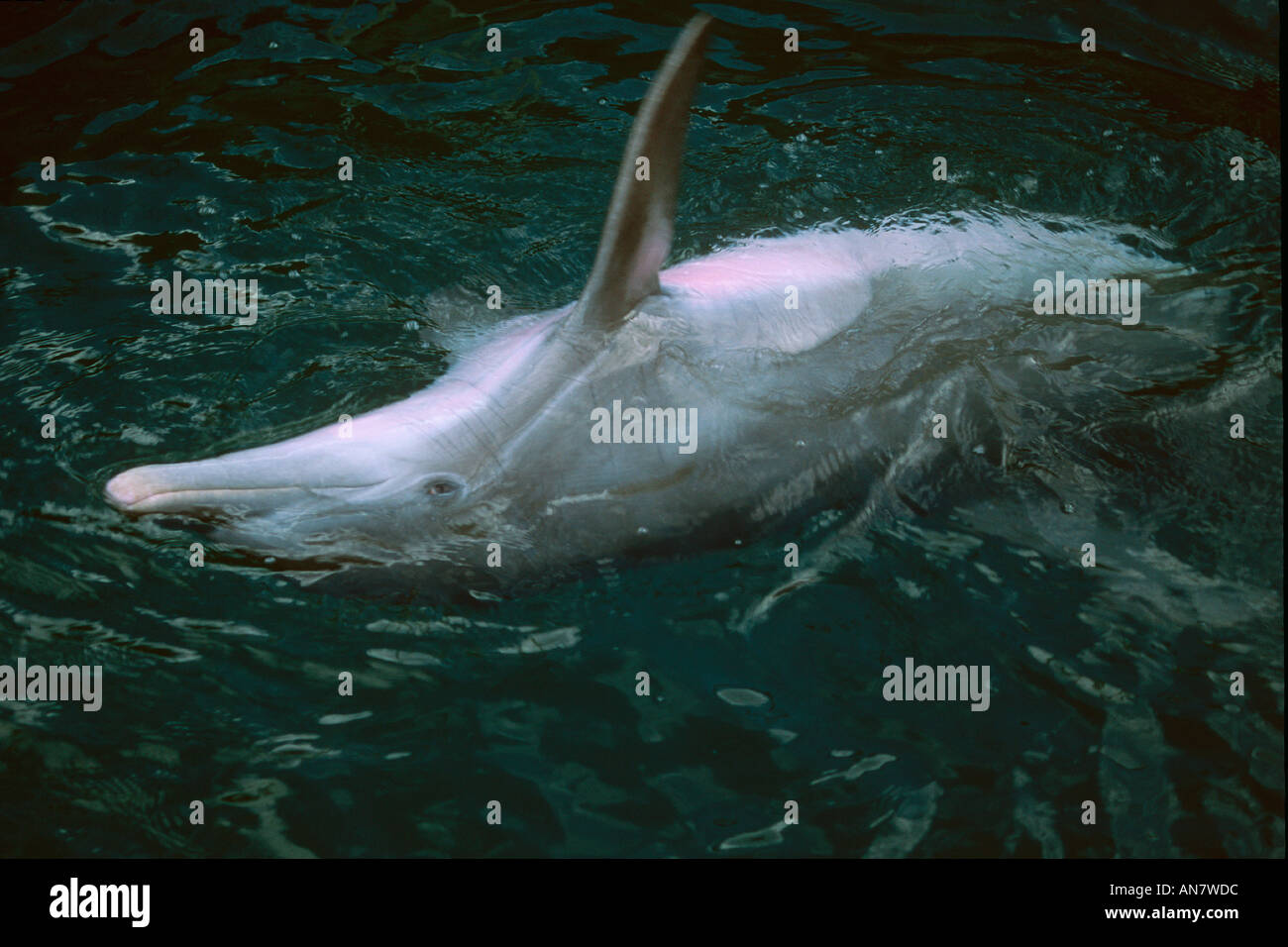 Ausgebildete Bottlenose Dolphin Tursiops Truncatus slapping Brustflosse Marine Mammal Research center-Hawaii Stockfoto