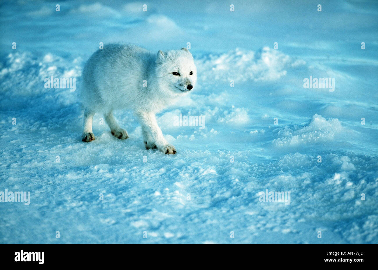 Polarfuchs (Alopex Lagopus), Kanada, Manitoba Stockfoto