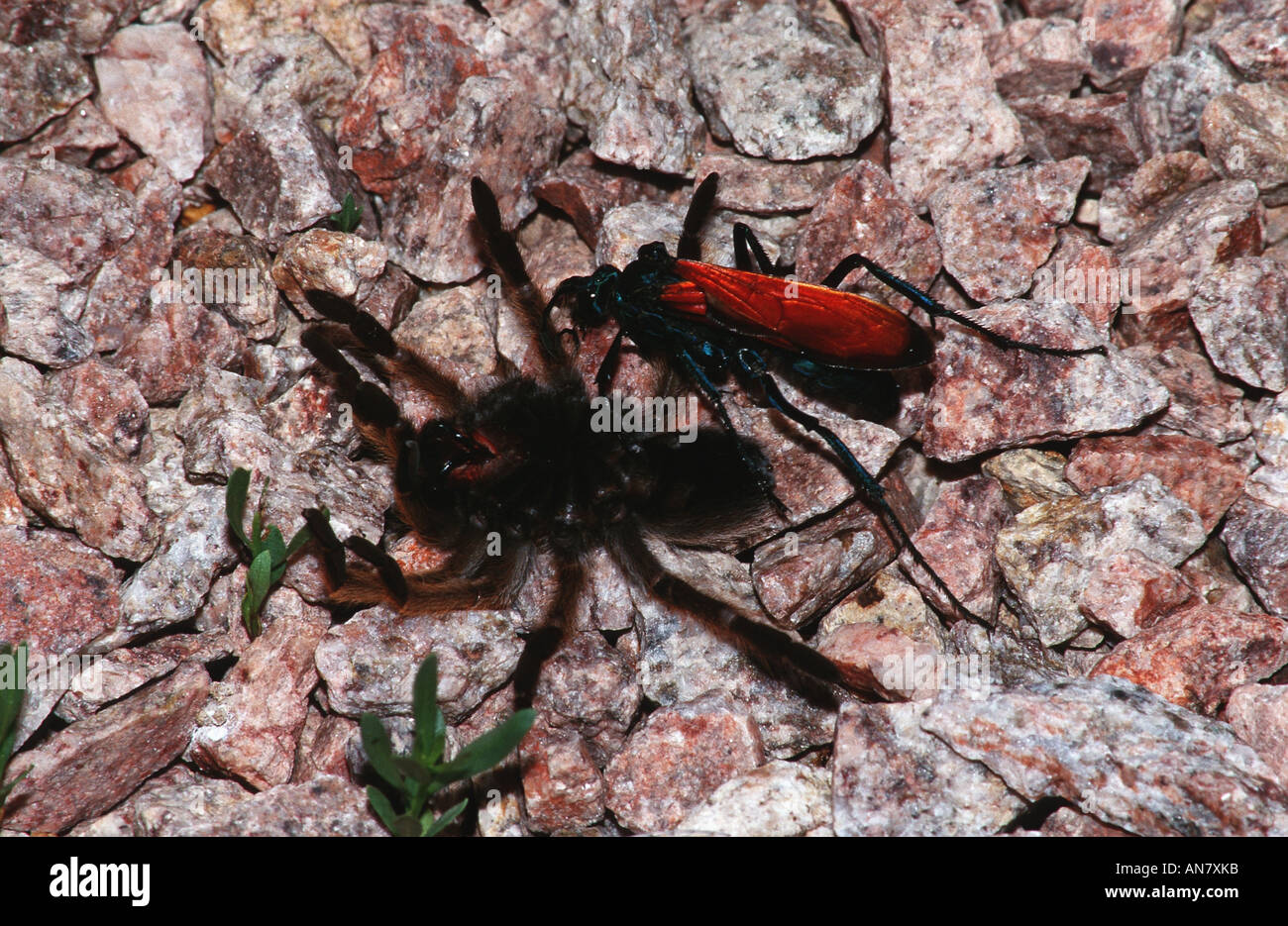 mexikanische blonde Vogelspinne & Tarantula Hawk (Aphonopelma Chalcodes,  Hemipepis spec.), Spinne Wespe Transporte erfasst Vogelspinne, U  Stockfotografie - Alamy