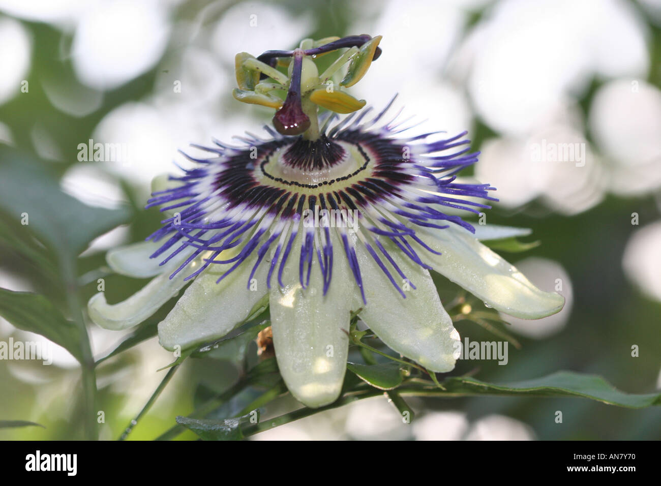 Blühende Passiflora ergibt Blütenblätter Pollen sich auf einem strahlend sonnigen Sommertag Stockfoto