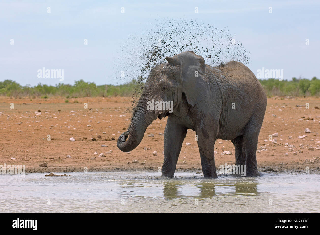 Afrikanischer Elefant Loxodonta Africana Bull Abkühlung am Wasserloch Etosha Nationalpark Namibia November Stockfoto