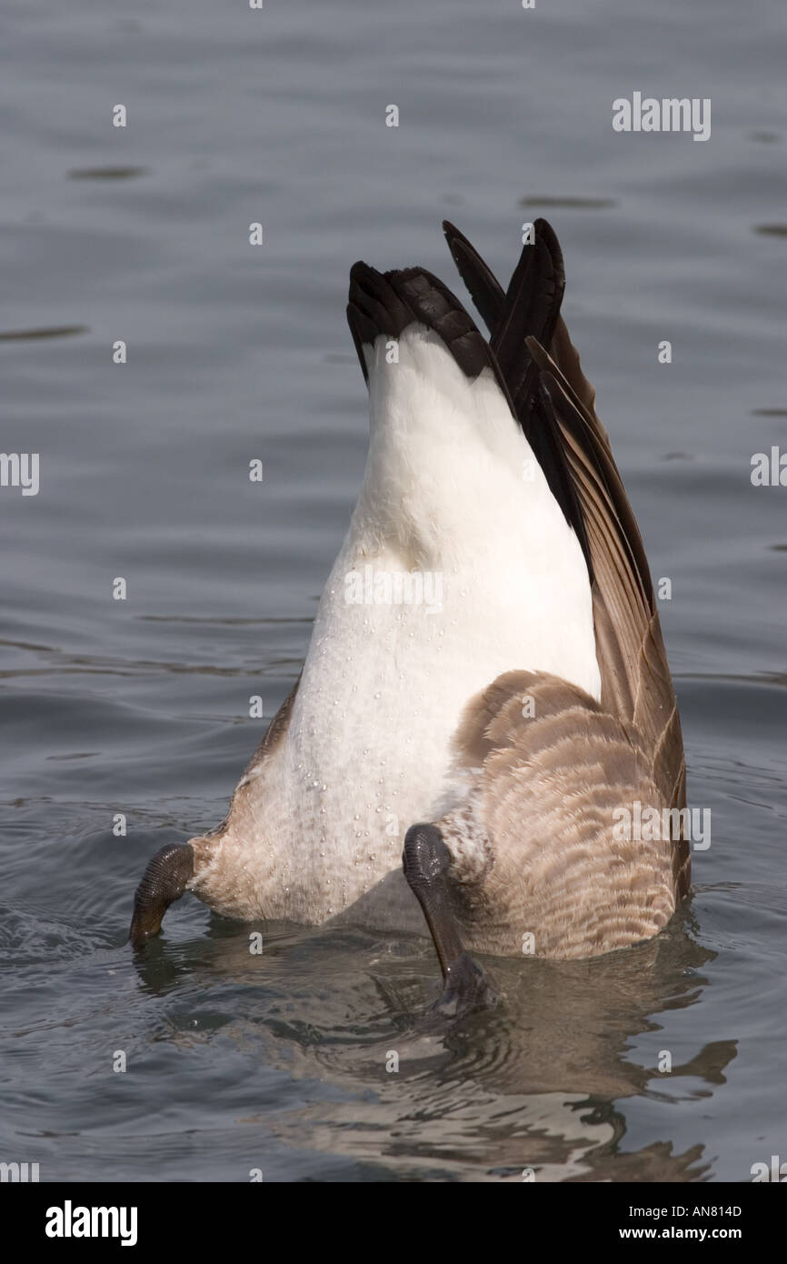 Kanadagans Branta Canadensis gekippt, Fütterung auf Teichboden Lincoln Park South Teich Chicago (Illinois) Stockfoto