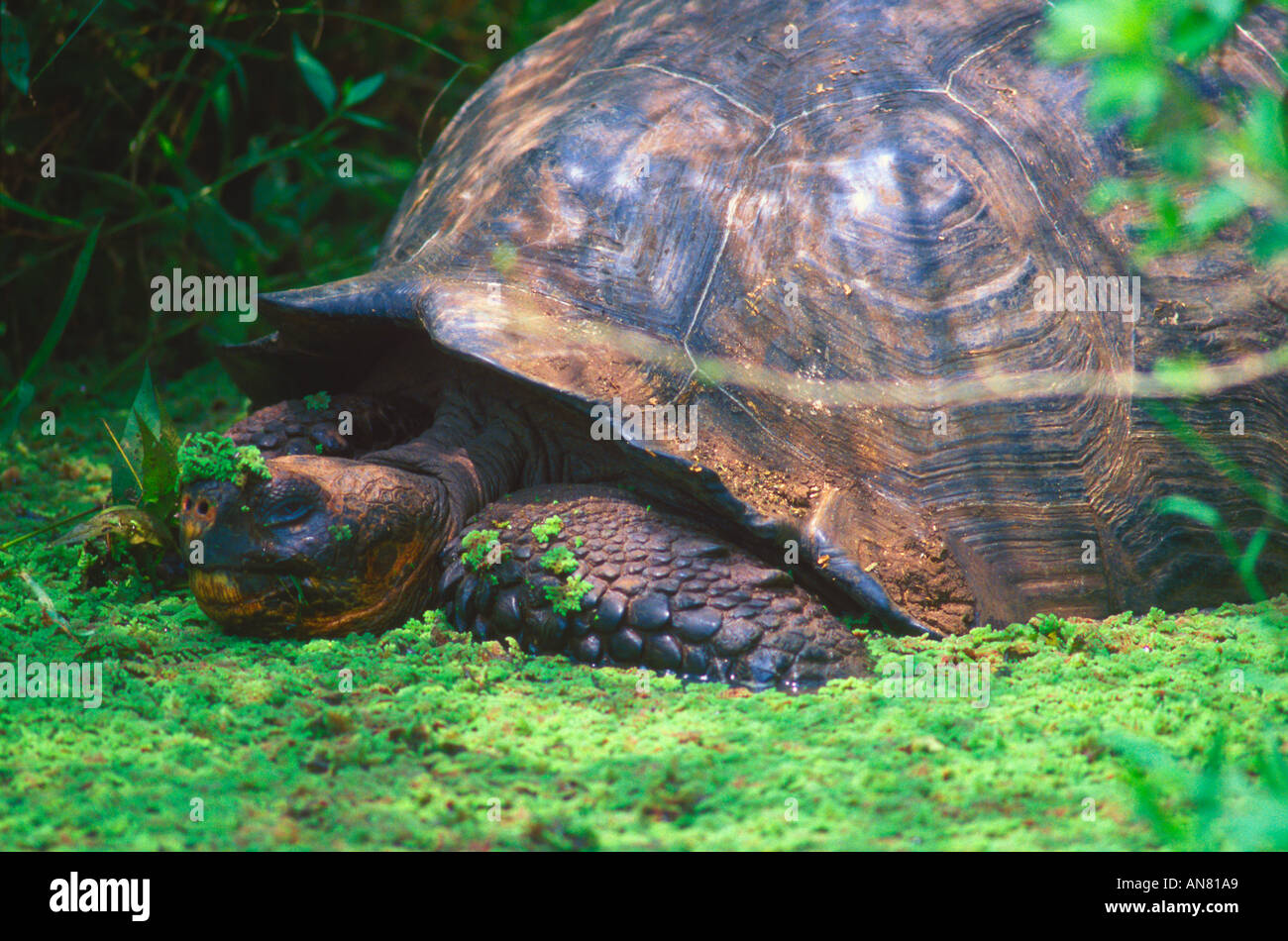 Galapagos Schildkröte Geochelone Elephantopusi Insel Santa Cruz Galapagos Stockfoto