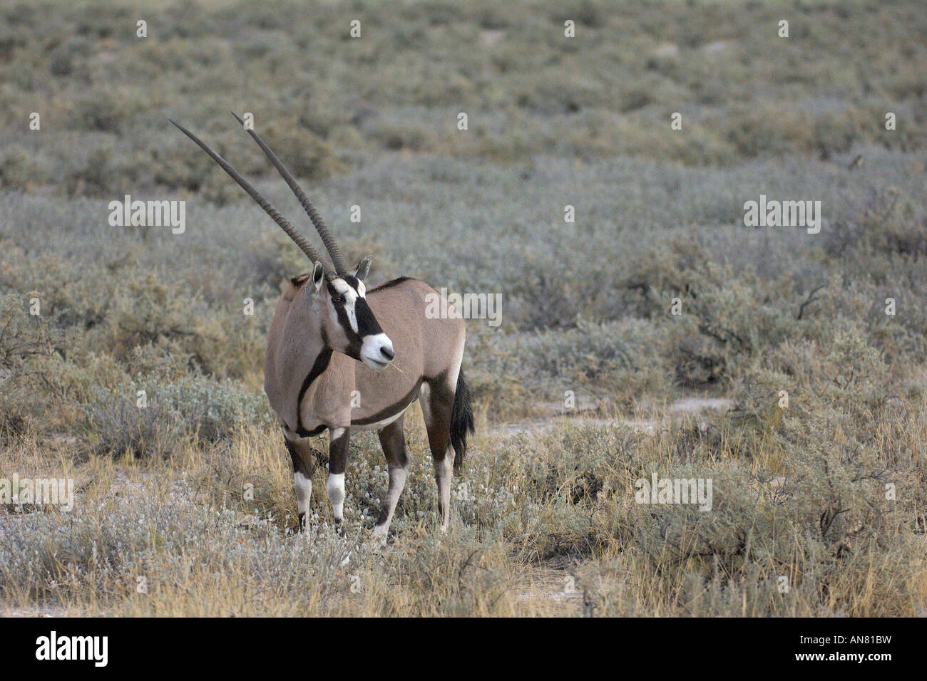 Südlichen Oryx oder Gemsbock Oryx Gazella im Etosha Nationalpark Namibia November Stockfoto