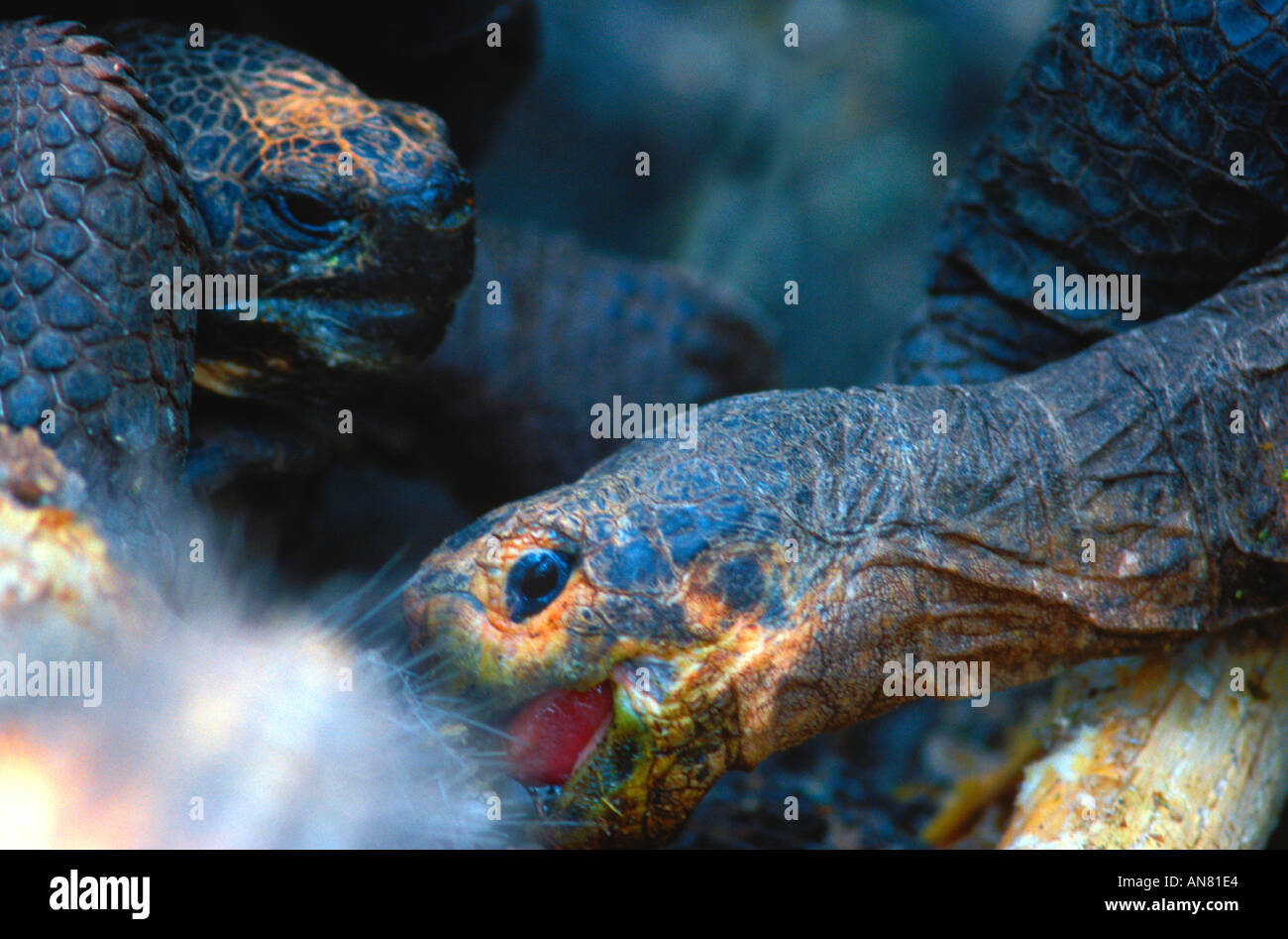 Galapagos Schildkröte Geochelone Elephantopusi Charles Darwin Forschungsstation Insel Santa Cruz Galapagos Stockfoto