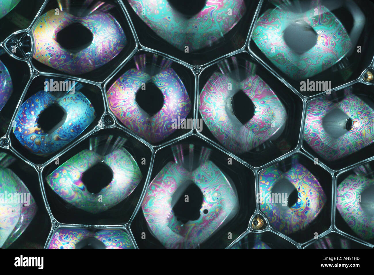 Kuckuck, schillern Stockfoto