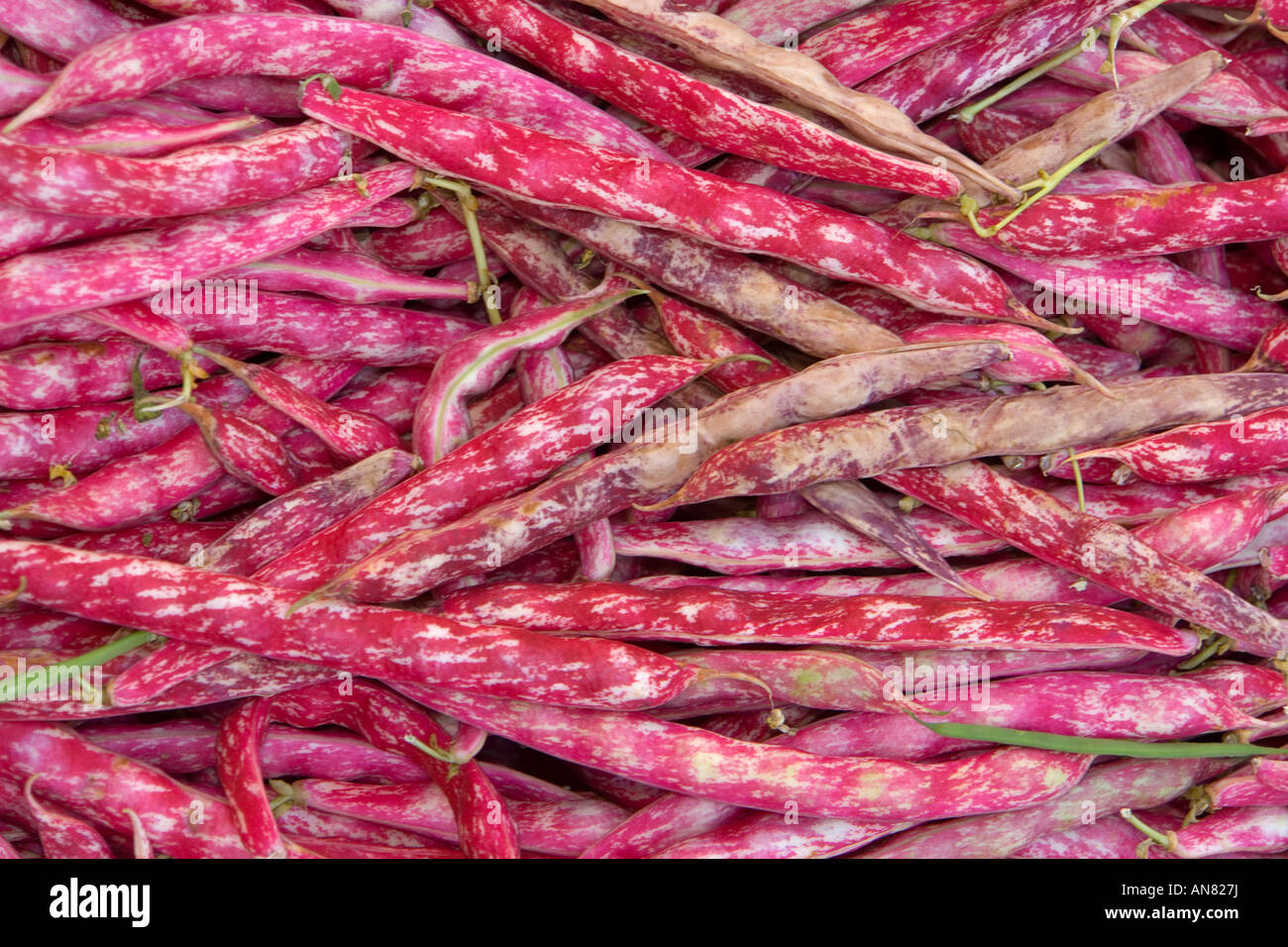 Borlotto Bohnen Stockfoto