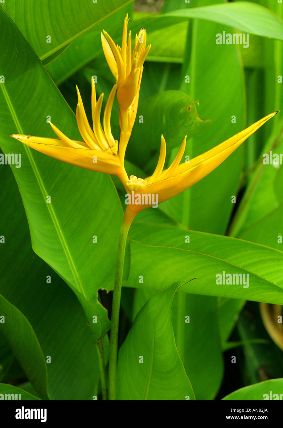Papageien, Wegerich, Parrot Wegerich (Heliconia Psittacorum), CV Golden Torch, blühen Stockfoto