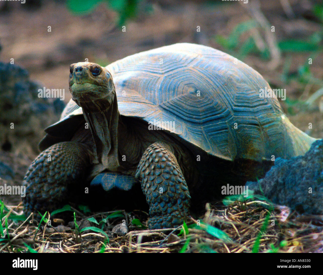 Galapagos Schildkröte Geochelone Elephantopusi Insel Santa Cruz Galapagos Stockfoto
