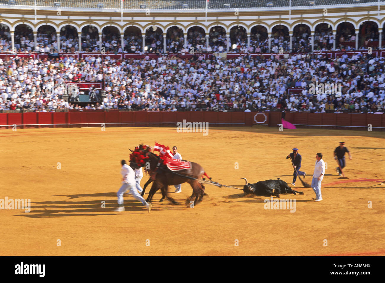 Pferde ziehen Weg Toten Stier vom Ring in Sevilla, Spanien Stockfoto