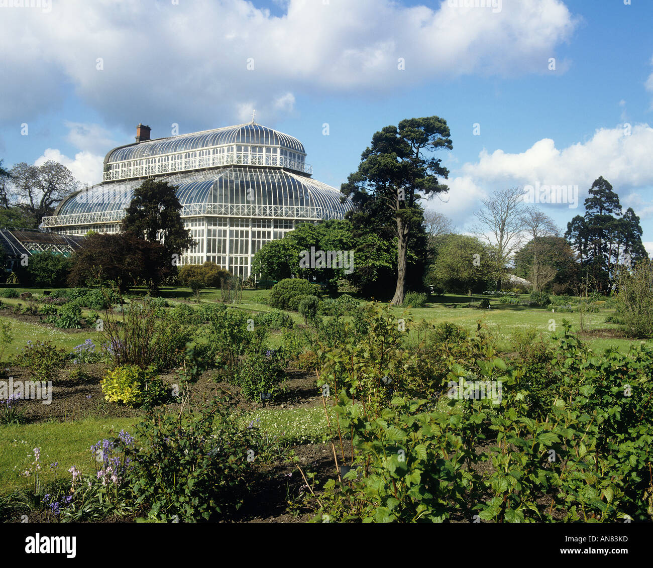 Die schmiedeeisernen Palmenhaus erbaut 1842 50 von Richard Turner in den botanischen Gärten in Dublin Stockfoto