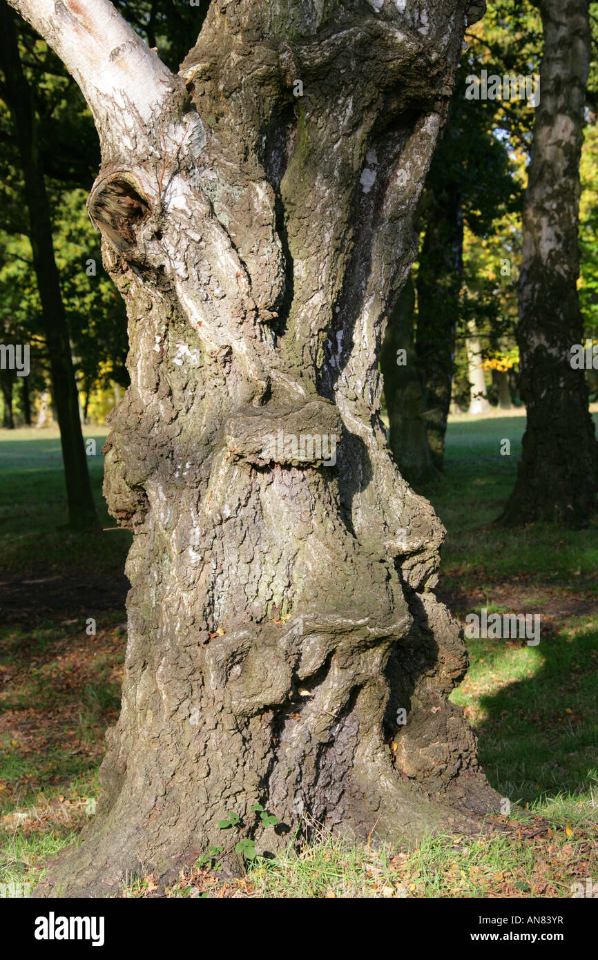 Alten Baumstamm, der wie ein Gesicht aussieht Stockfoto