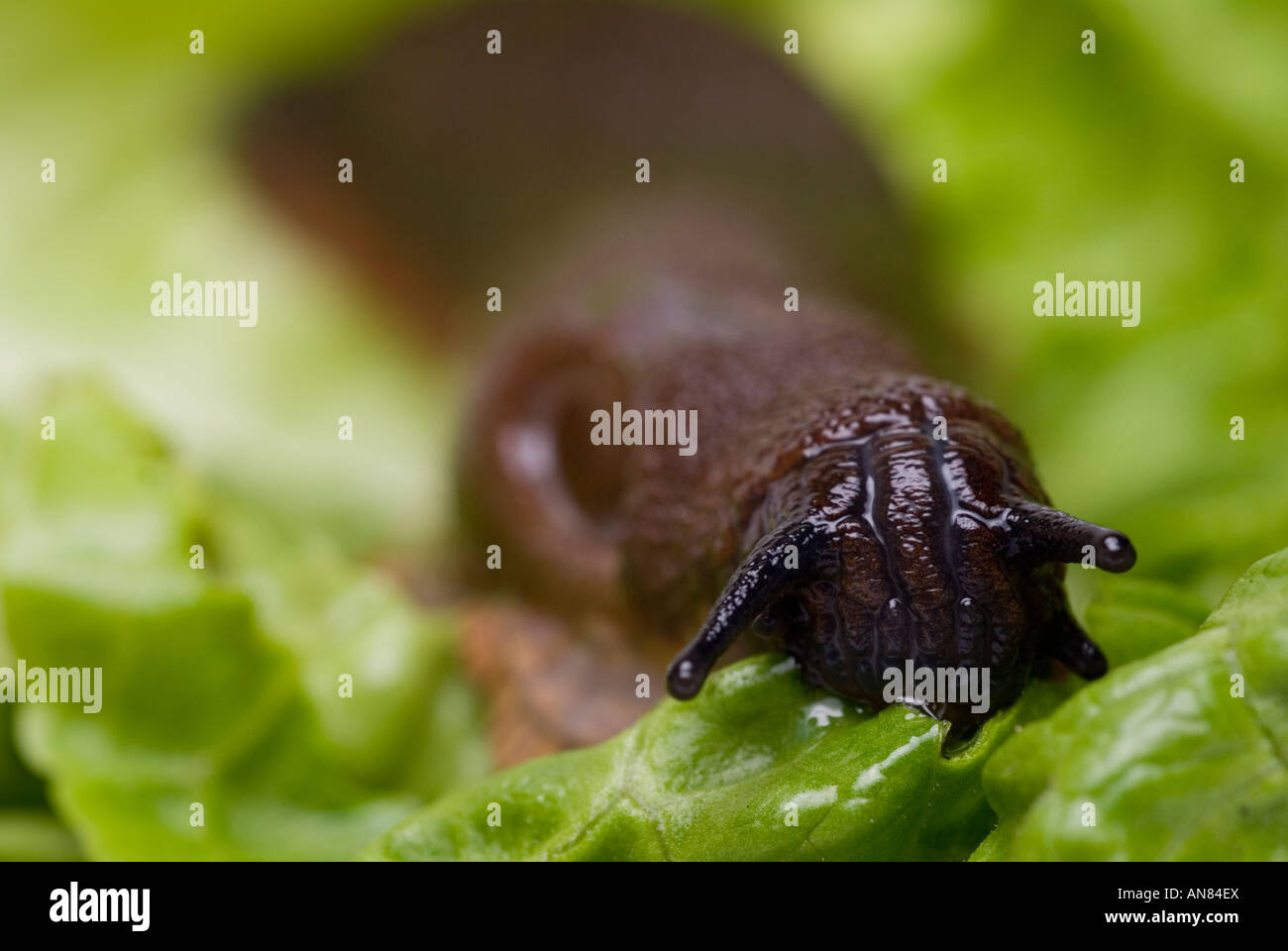 Schnecke auf Salat Stockfoto