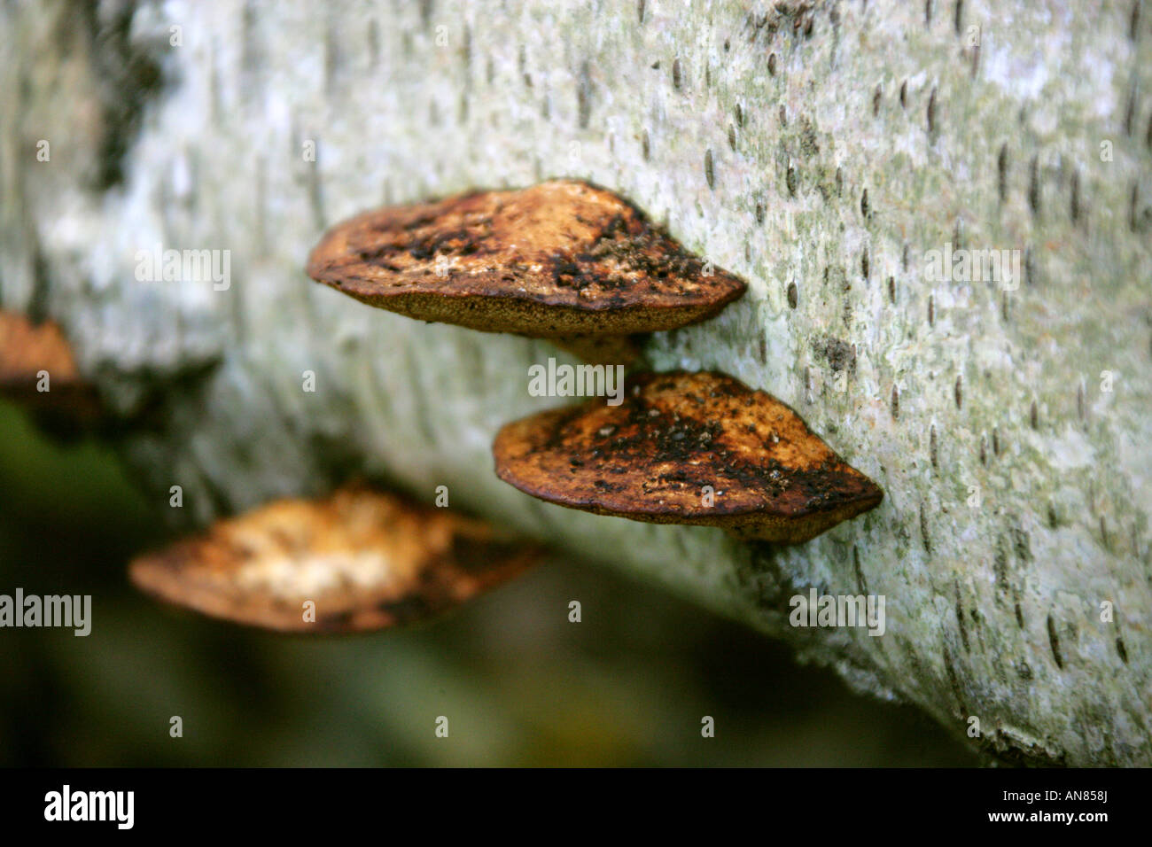 Errötende Halterung Pilz Daedaleopsis confragosa Stockfoto