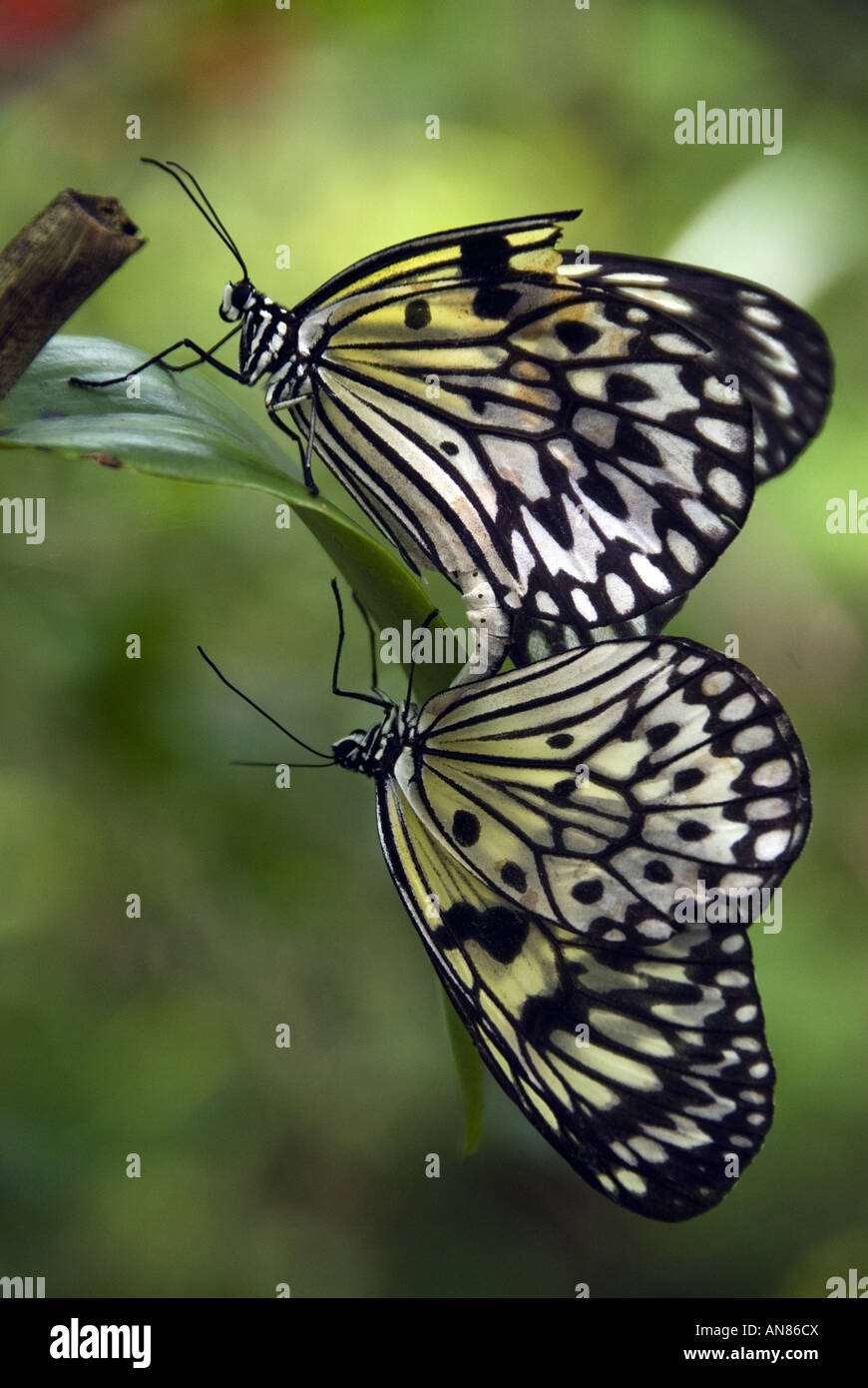 Paarung der Schmetterlinge vor grünem Hintergrund Stockfoto