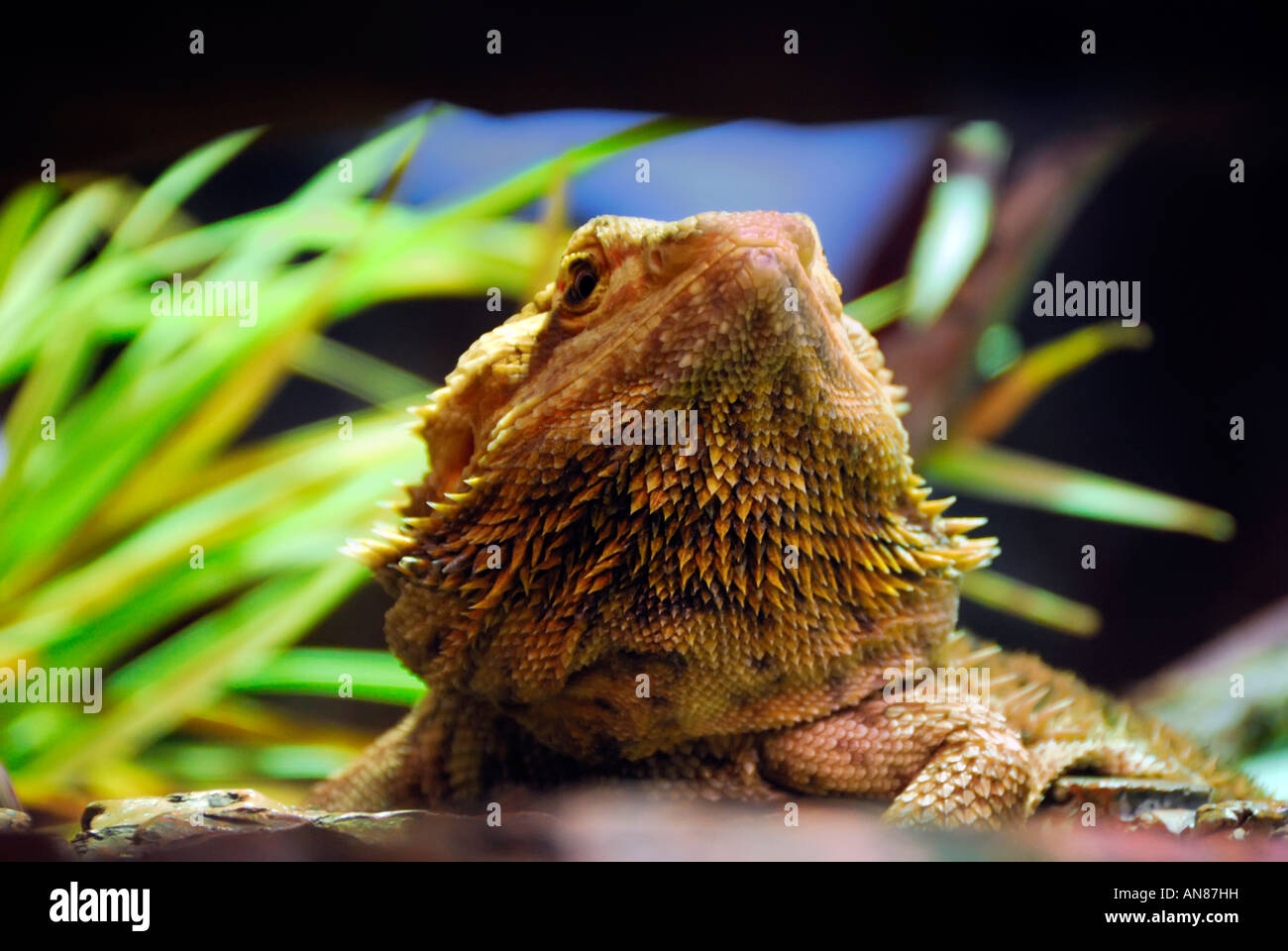 Eine Eidechse auf dem Display an einem Terrarium in Chicago Illinois USA Stockfoto