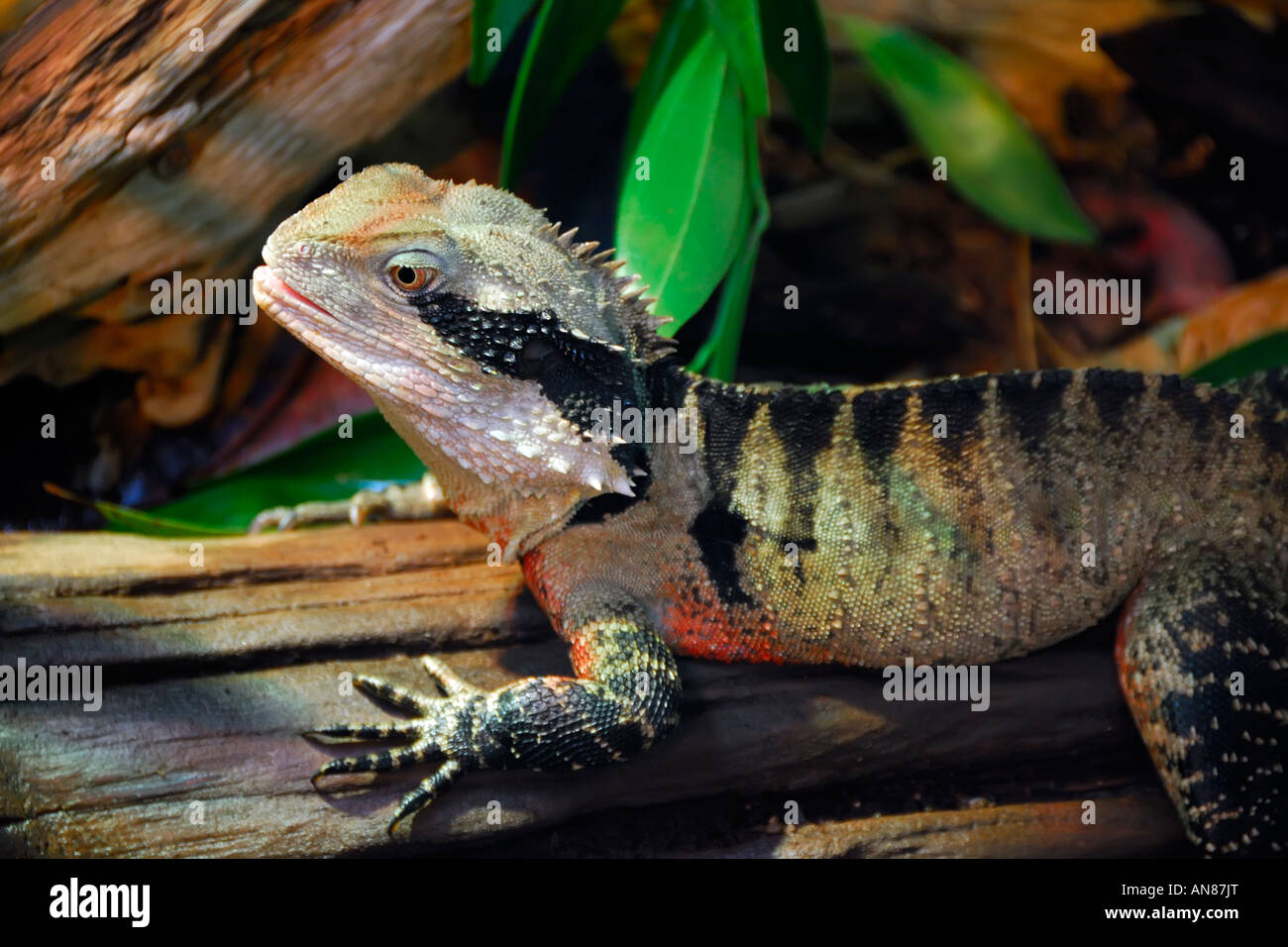 Eine Eidechse auf dem Display an einem Terrarium in Chicago Illinois USA Stockfoto