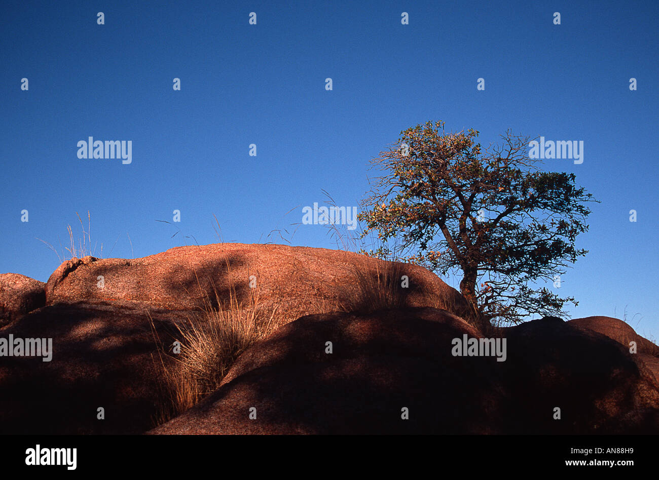 Eiche wächst aus Granit in der Nähe von Watson Lake, Granit Dells, Prescott, AZ, Arizona, USA Stockfoto