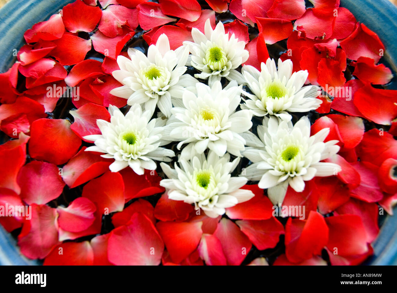 weißen Lotusblüten und rote Orchideen Blüten in einer Porzellanvase Stockfoto